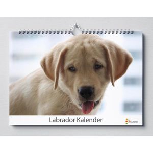 Labrador verjaardagskalender | Labradors wandkalender | Verjaardagskalender 35x24 cm | Verjaardagskalender Volwassenen