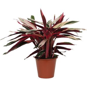 Gekleurde kamerplant Stromanthe Triostar, Schaduwplant (Calathea), 80 cm hoog, Ø19cm
