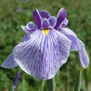 6x Japanse iris - Iris ensata ‘Activity’ - Pot 9x9cm