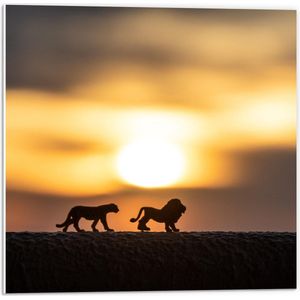 Forex - Silhouet van Miniatuur Beeldjes van Leeuwen met Zonsondergang - 50x50cm Foto op Forex