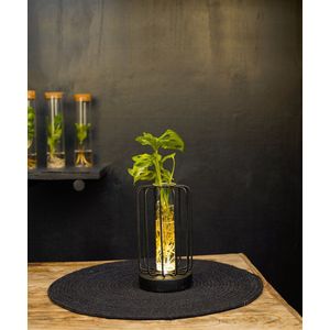 Turijn | lichtplantje | Hydroponie |Square|Monstera Adansonii