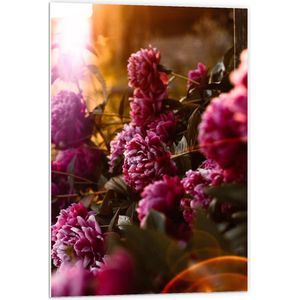 Forex - Roze Bos Bloemen - 60x90cm Foto op Forex