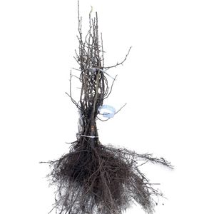 25 x Mespilus germanica - Mispel 40- 60 cm blote wortel