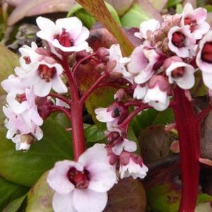 6x Schoenlappersplant - Bergenia ‘Silberlicht’ - Pot 9x9cm