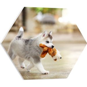 PVC Schuimplaat Hexagon - Siberische Husky Puppy met Knuffel - 50x43.5 cm Foto op Hexagon (Met Ophangsysteem)