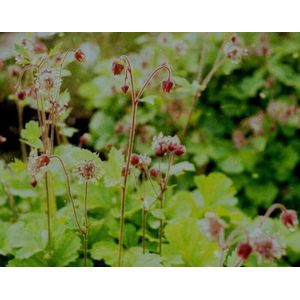 Knikkend Nagelkruid (Geum rivale) - Oeverplant - 3 losse planten - Om zelf op te potten - Vijverplanten Webshop