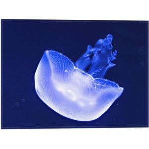 Vlag - Neon Blauwe Kwal in Donkerblauwe Oceaan - 40x30 cm Foto op Polyester Vlag