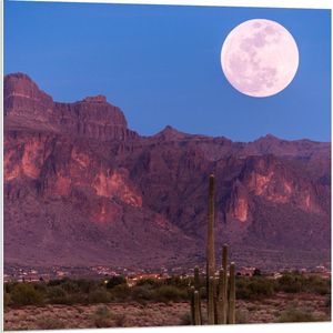Forex - Volle Maan in Nationaal Bos in Arizona - Amerika - 80x80cm Foto op Forex