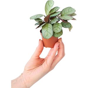 PLNTS - Baby Ctenanthe Amagris - Kamerplant Gebedsplant - Kweekpot 6 cm - Hoogte 15 cm