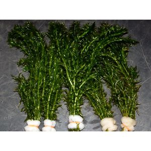 Waterpest (Elodea densa) - Zuurstofplant - per 5 bundels - Opplanten in kleiige vijveraarde -Wintergroene Vijverplant - Vijverplant- Voor kraakhelder Vijverwater - Vijverplanten Webshop