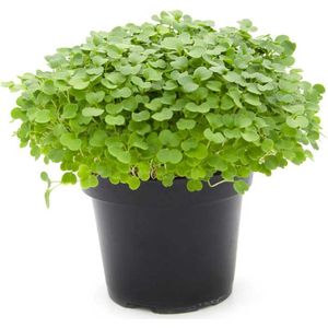 Biologische - Rucola - Microgroenten - Zaden - 40 gram