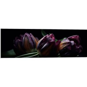 PVC Schuimplaat- Paarse Tulpen in het Donker - Bloemen - 90x30 cm Foto op PVC Schuimplaat