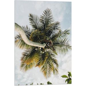 Vlag - Palmboom vanaf onder - 50x75 cm Foto op Polyester Vlag