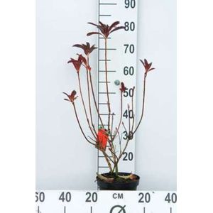 Azalea mollis - Tuinazalea rood 40 - 50 cm in pot