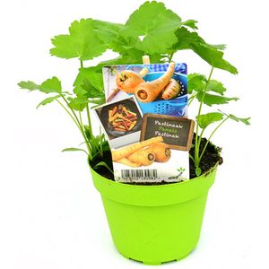 Pastinaak - 2 stuks pastinaakplanten - witte wortel - groene pot (Ø13cm)