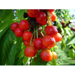 Kersenboom - Prunus avium Morel