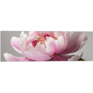 Vlag - Roze Pioenroos met Witte Achtergrond - 60x20 cm Foto op Polyester Vlag