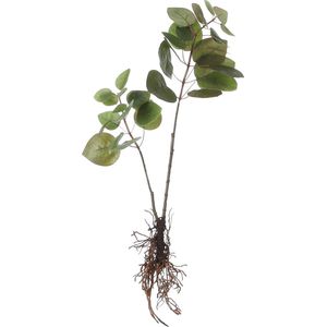 Mica Decorations Eucalyptus Kunstplant - L12 x B28 x H64 cm - Groen