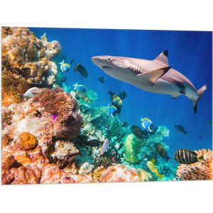 Vlag - Koraal - Vissen - Onderwater - Oceaan - Haai - 80x60 cm Foto op Polyester Vlag