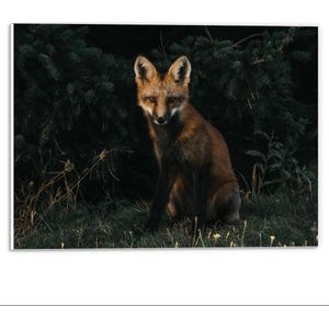 Forex - Schattige Vos In een Donker Bos - 40x30cm Foto op Forex