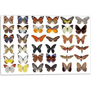 Forex - Collage van Verschillende Soorten Vlinders - 60x40cm Foto op Forex