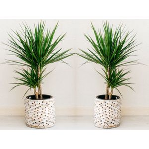 NatureNest - Drakenbloedboom - Dracaena Marginata - Groot - 2 stuks - 75-80cm