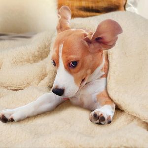 huisdierdeken voor hond of kat, zachte afwerking, zware winterdeken, fleece deken gezellig kattenbed