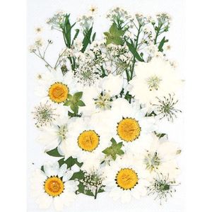 Dried Pressed Flowers Natural Dried Flowers Real Pressed Flowers Colorful Dry Flowers for Resin Jewelry Nail Art Craft DIY (White)