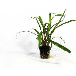 Moerings Cryptocoryne retrospiralis in 5 cm pot