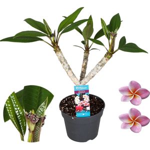Plant in a Box - Plumeria Frangipani Paars - Hawaii - Tropische kamerplant - Sterk geurende bloemen - Pot 17cm - Hoogte 55-70cm
