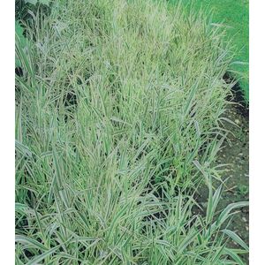 Bont rietgras (Phalaris variegata picta) - Vijverplant - 3 losse planten - Om zelf op te potten - Vijverplanten Webshop