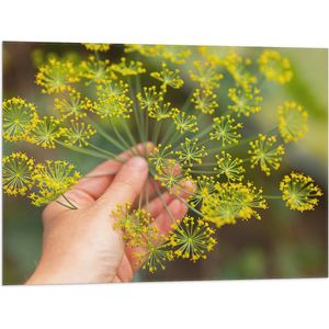 Vlag - Gele Mini Bloemen in Mensenhand - 80x60 cm Foto op Polyester Vlag