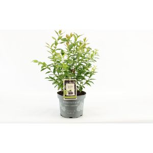 Compacte fruitplant - Vaccinium corymbosum 'Hortblue Petite'® - Blauwe Bes - hoogte 30-40 cm