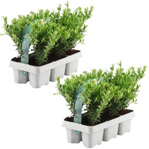 Plants by Frank - 12 hulstplanten winterhard | 12 x Ø7 cm - 15 cm | Ilex crenata Jenny | haagplanten | buxus vervanger | Tuinplanten | Planten