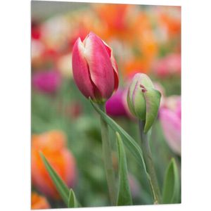 Vlag - Donker roze tulpen die nog aan het uitkomen zijn - Bloemen - 70x105 cm Foto op Polyester Vlag