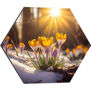 Dibond Hexagon - Zonnestralen op Gele Bloeiende Krokusbloemen in Bos - 40x34.8 cm Foto op Hexagon (Met Ophangsysteem)