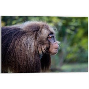 PVC Schuimplaat - Zijaanzicht van Gelada Aap met lange Manen - 60x40 cm Foto op PVC Schuimplaat (Met Ophangsysteem)