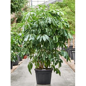 Schefflera actinophylla Amate Toef 250-300 260cm