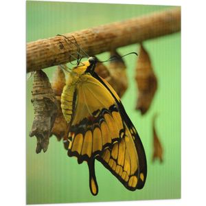 Vlag - Gele Vlinder bij Cocons aan Tak - 75x100 cm Foto op Polyester Vlag