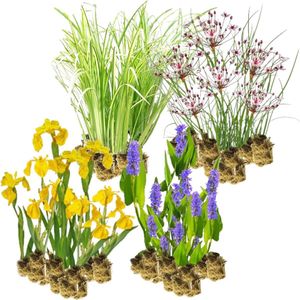 vdvelde.com - Helofyten Filterplanten Pakket - M - Voor 3 - 4 m² - 60 planten - Plaatsing: -1 tot -20 cm