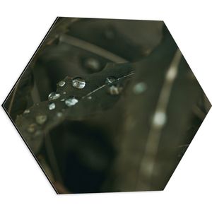 Dibond Hexagon - Regendruppels Liggend op Smalle Donkergroene Bladeren - 50x43.5 cm Foto op Hexagon (Met Ophangsysteem)