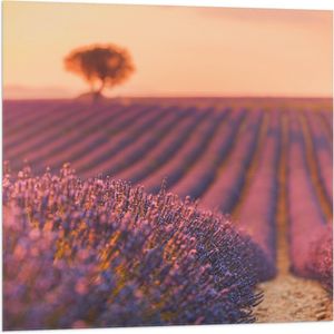 Vlag - Oranje Gloed van de Zon over Rijen Lavendelbloemen - 80x80 cm Foto op Polyester Vlag