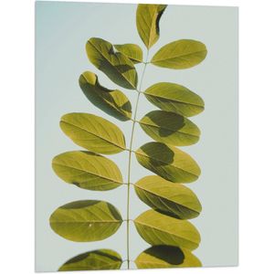 Vlag - Lichtgroene Robina Plant op Pastelblauwe Achtergrond - 60x80 cm Foto op Polyester Vlag