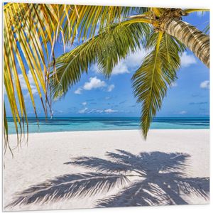 PVC Schuimplaat - Hangende Palmbladeren met Schaduw op Tropisch Wit Strand - 100x100 cm Foto op PVC Schuimplaat (Met Ophangsysteem)