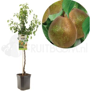 Perenboom - Pyrus communis Beurré Hardy - handpeer - laagstam - 150cm