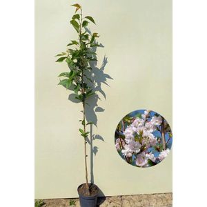 Jonge Zuilvormige Japanse sierkers boom | Prunus serrulata 'Amanogawa' | 150-200cm hoogte