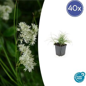 Tuinplantenshop.com | Luzula nivea | 40 stuks - Ø9cm - 10-25cm hoog - Tuinplant