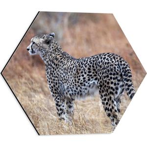 Dibond Hexagon - Wegkijkende Cheetah in Afrikaans Landschap - 40x34.8 cm Foto op Hexagon (Met Ophangsysteem)