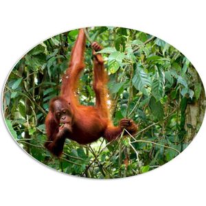 PVC Schuimplaat Ovaal - Orang Oetan Aap Hangend aan Takken in de Jungle - 68x51 cm Foto op Ovaal (Met Ophangsysteem)