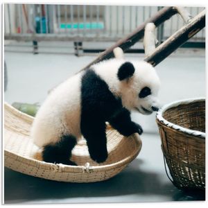 Forex - Baby Panda Klimmend in Mandjes  - 50x50cm Foto op Forex